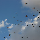 Yellow-headed Blackbird