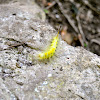 Definite Tussock Moth caterpillar