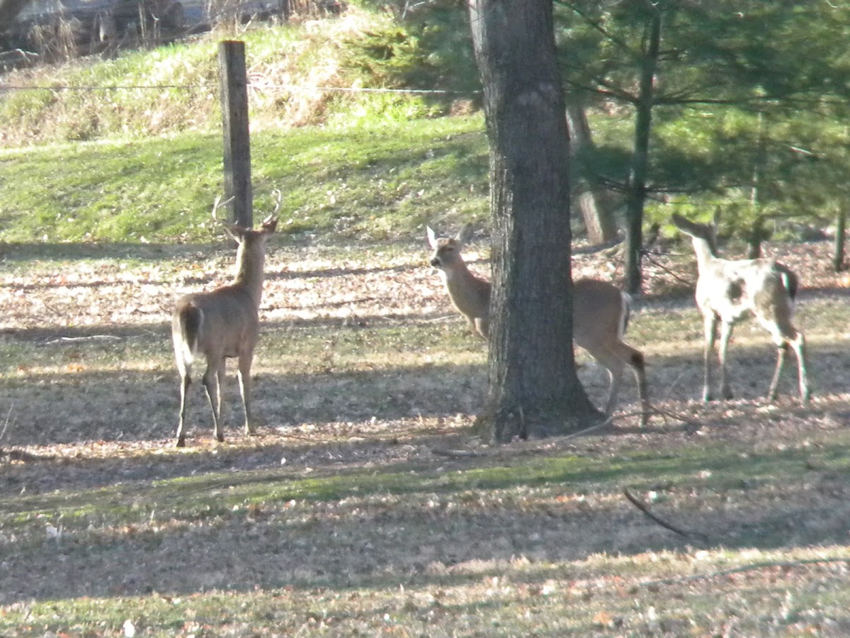 White Tail Deer (anomaly)