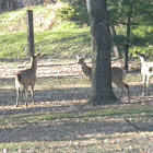 White Tail Deer (anomaly)