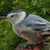 White-breasted nuthatch