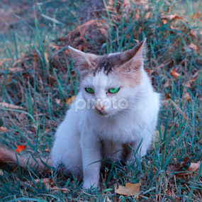 cat by Soumyakanti Pal - Animals - Cats Portraits