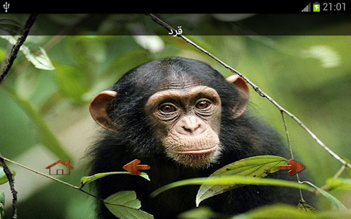 How to install حديقة الحيوانات/Zoo 1.1 apk for bluestacks
