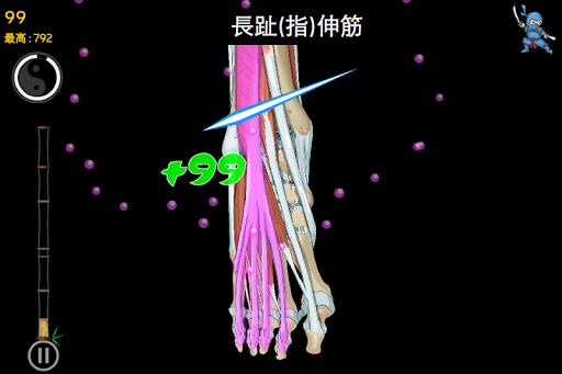 Anatomy Ninja Lower Limb