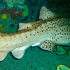 Australian Leopard Shark