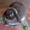 Mini-lop rabbit, aka Holland lop