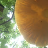 American caesers mushroom
