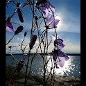 Flower Live Wallpaper LWP logo