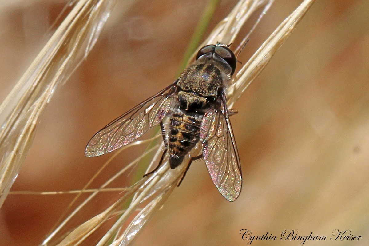 Bee Fly (male)