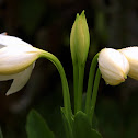 White ginger or Ginger lily