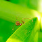 Rangrang ants