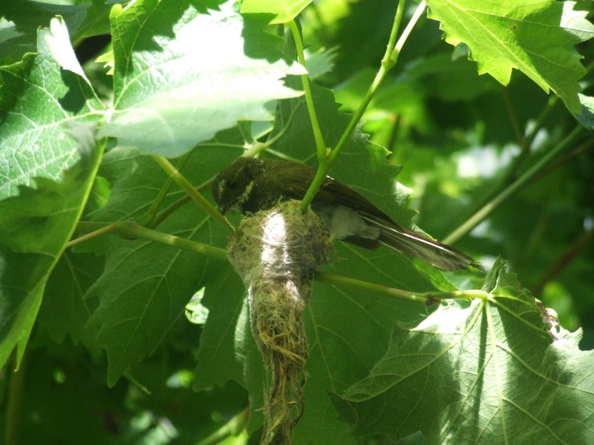 Grey Fantail - nest building