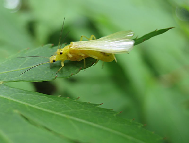 mayfly-like yellow flies