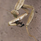 Chinese Mantis with Prey