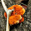 bracket fungus