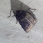 Mouse moth / Совка козлобородниковая