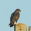 Buzzard; Ratonero Común