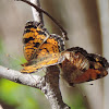 Pearl Crescent Butterfly (mating)