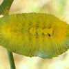 Tussock Moth Caterpillar