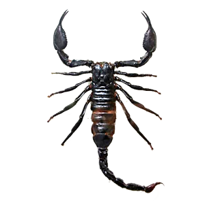 Scorpion.apk 1.9