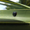 Palmetto Tortoise Beetle