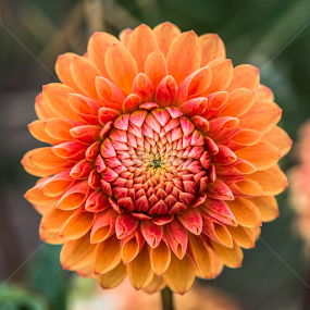 by Jean-Marc Schneider - Flowers Single Flower