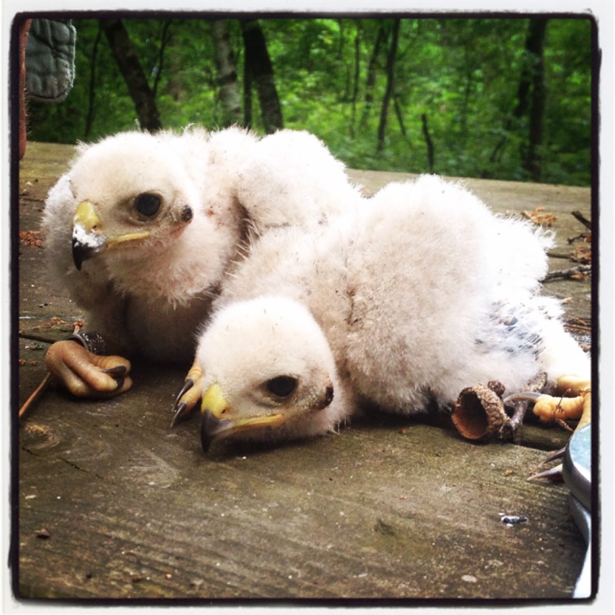 Cooper's Hawk Chicks