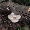 Oyster Mushroom species