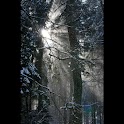 Angel Dust Live Wallpaper LWP logo