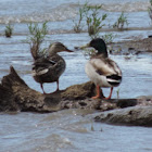 Mallard Duck    pair