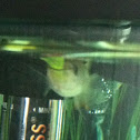 Killi fish eating a yellow glofish.