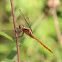 Fiery Skimmer Dragonfly (female)