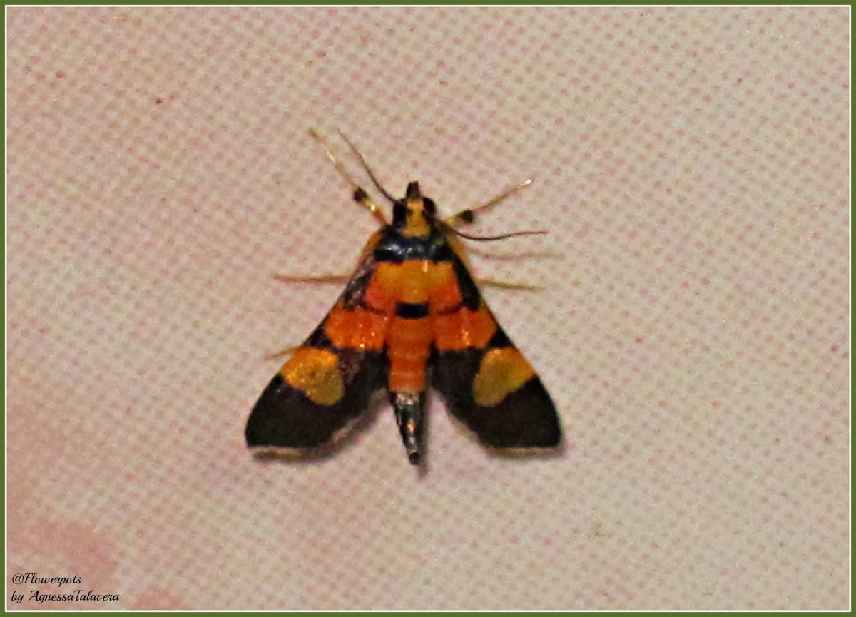 Aethaloessa Crambid Moth