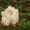 CROWN TIPPED CORAL FUNGUS