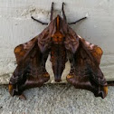 Small-eyed Sphinx Moth