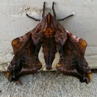 Small-eyed Sphinx Moth