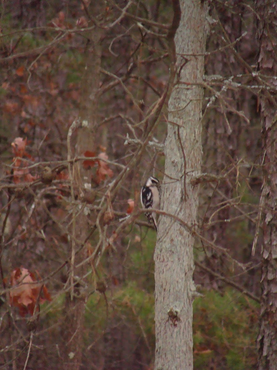 Downy woodpecker 