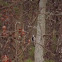 Downy woodpecker 