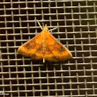 Variable reddish pyrausta moth