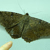Black Witch Moth