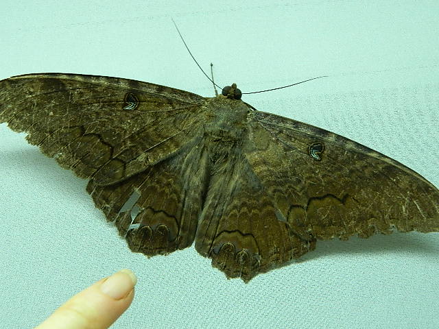 Black Witch Moth