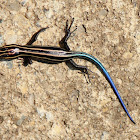 Five Lined Skink