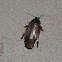Surinam Cockroach
