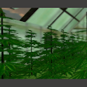Weed 3D