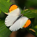 Plain Orange Tip (male)