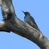 Northern Flicker (red-shafted)