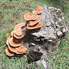 Orange Polypore fungus