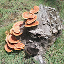 Orange Polypore fungus