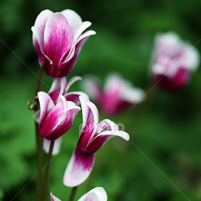 by Md Mamunur Rahman - Flowers Flower Gardens