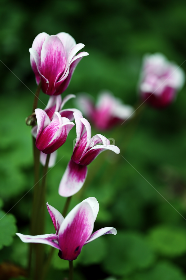 by Md Mamunur Rahman - Flowers Flower Gardens